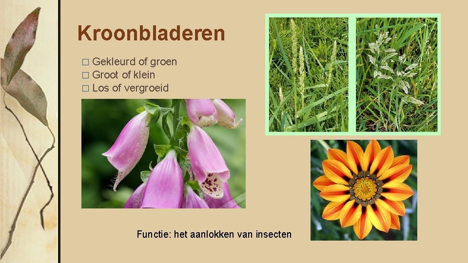 Kroonbladeren � Gekleurd of groen � Groot of klein � Los of vergroeid Functie: