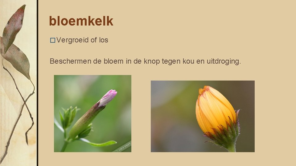 bloemkelk � Vergroeid of los Beschermen de bloem in de knop tegen kou en