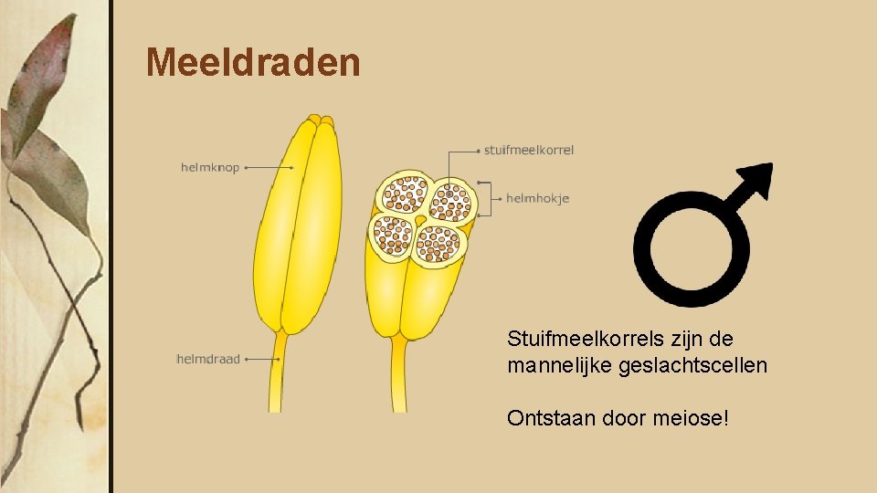 Meeldraden Stuifmeelkorrels zijn de mannelijke geslachtscellen Ontstaan door meiose! 