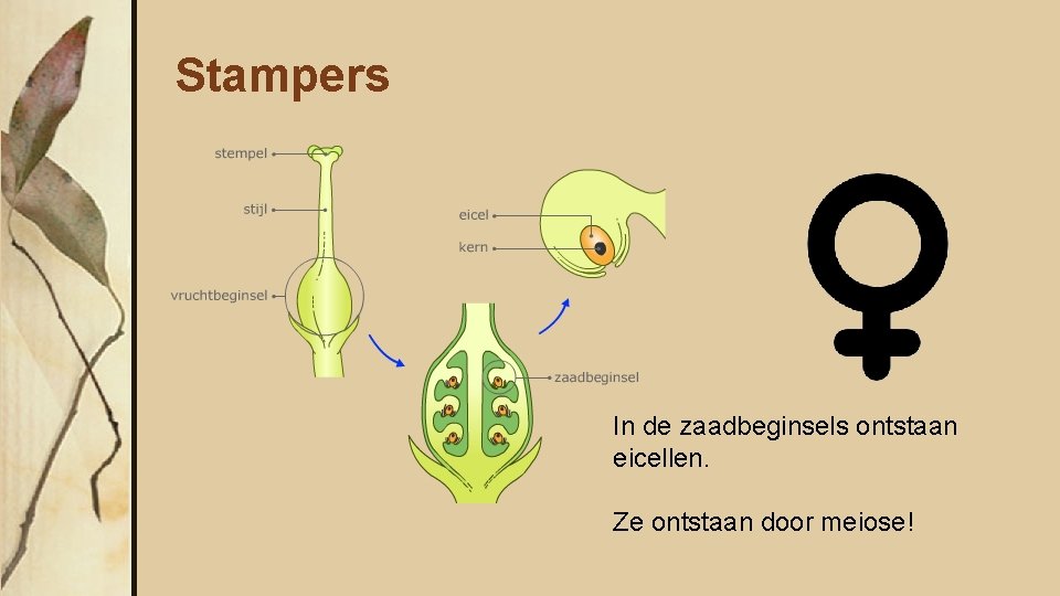 Stampers In de zaadbeginsels ontstaan eicellen. Ze ontstaan door meiose! 