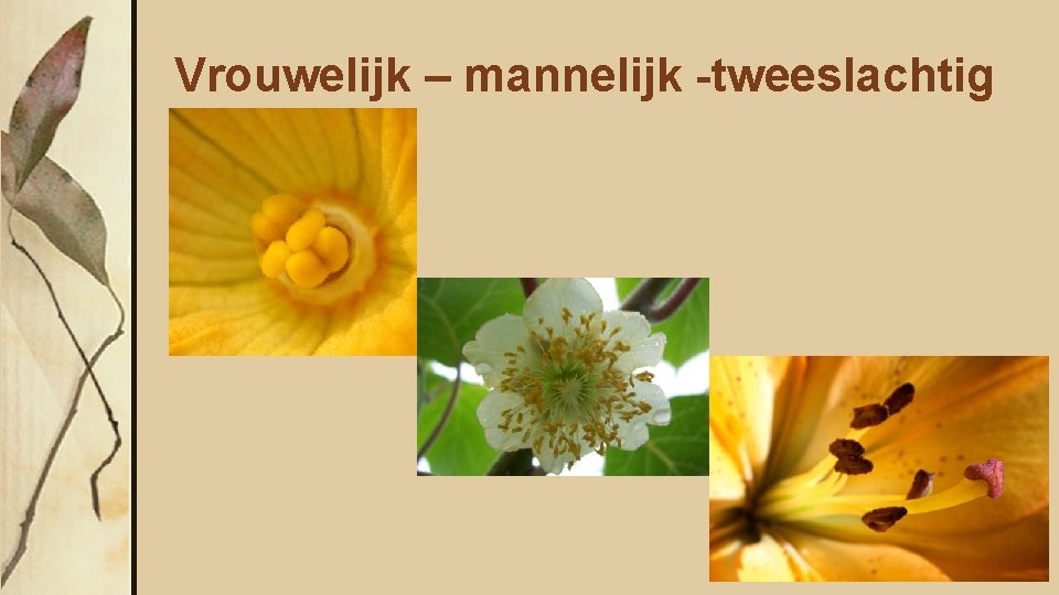 Vrouwelijk – mannelijk -tweeslachtig 