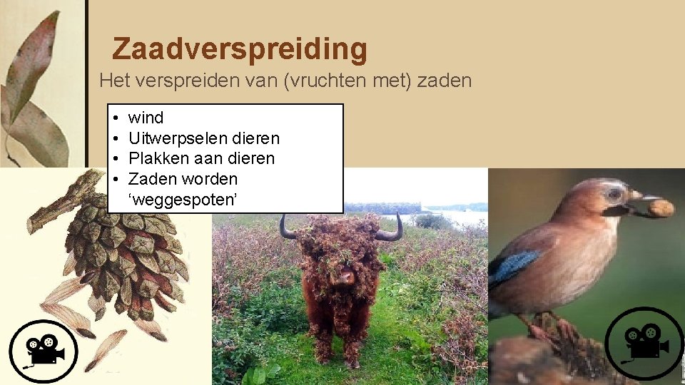 Zaadverspreiding Het verspreiden van (vruchten met) zaden • • wind Uitwerpselen dieren Plakken aan