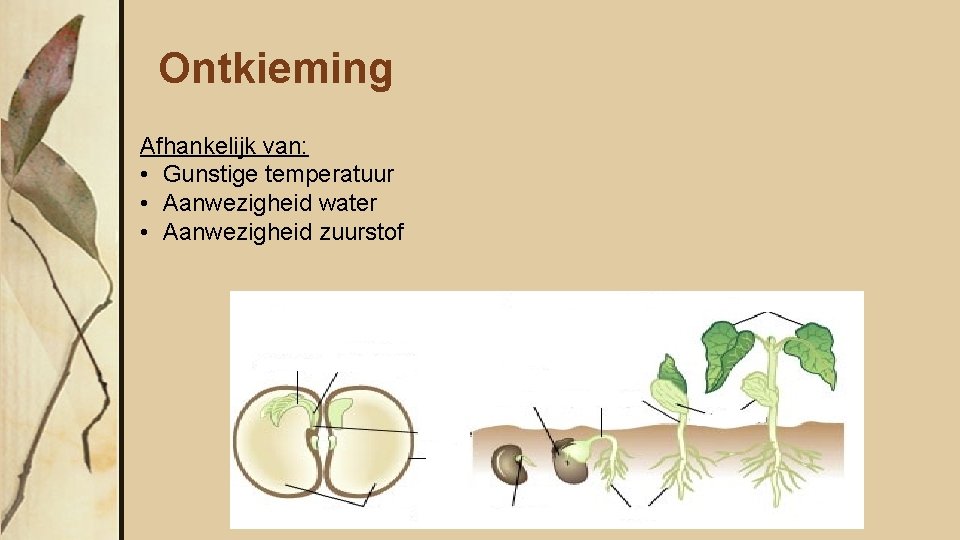 Ontkieming Afhankelijk van: • Gunstige temperatuur • Aanwezigheid water • Aanwezigheid zuurstof 