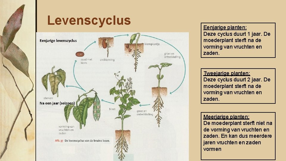 Levenscyclus Eenjarige planten: Deze cyclus duurt 1 jaar. De moederplant sterft na de vorming