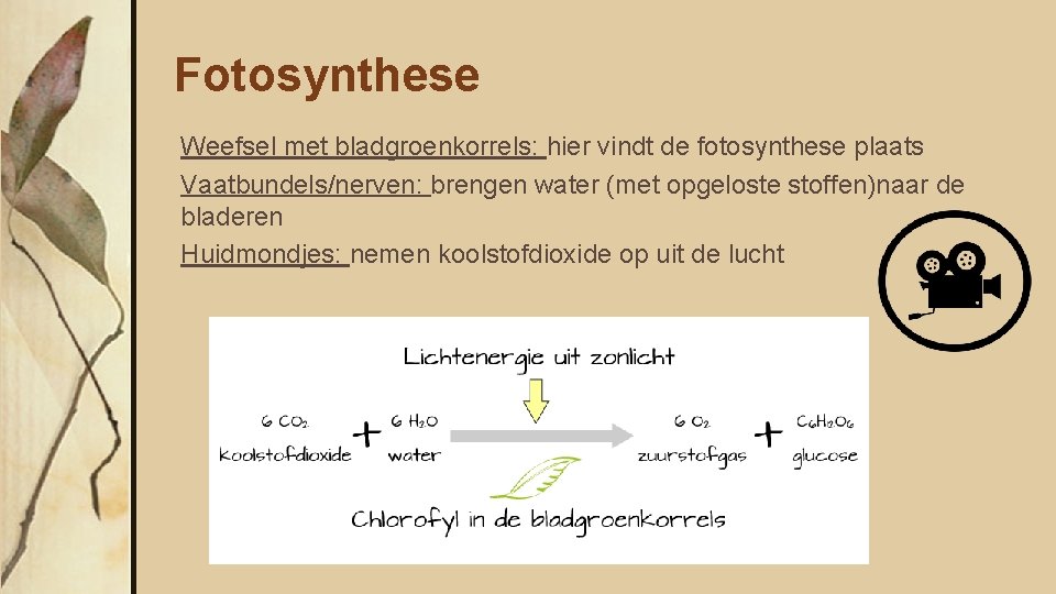 Fotosynthese Weefsel met bladgroenkorrels: hier vindt de fotosynthese plaats Vaatbundels/nerven: brengen water (met opgeloste