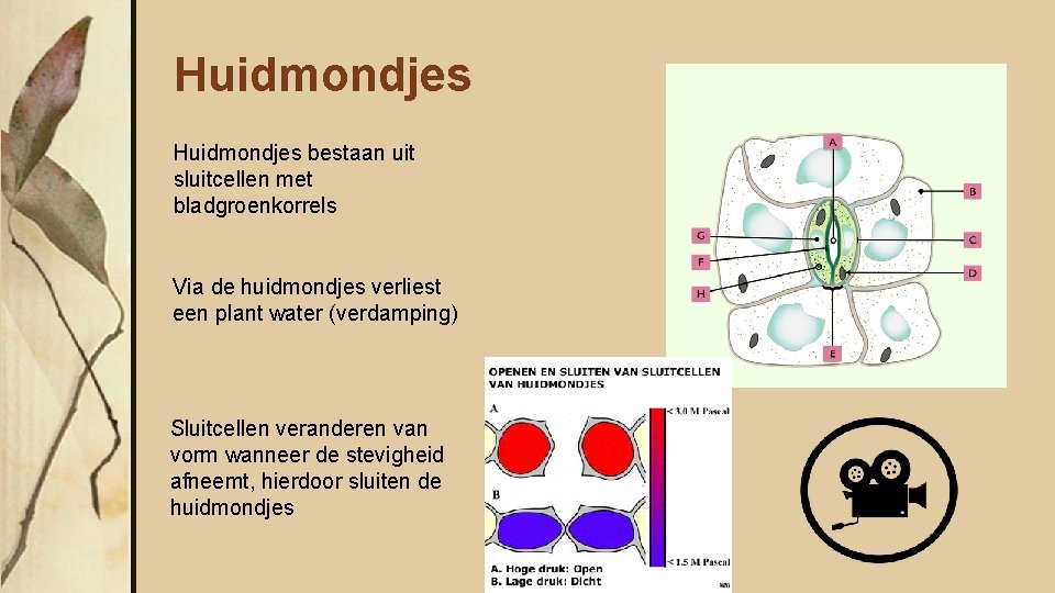 Huidmondjes bestaan uit sluitcellen met bladgroenkorrels Via de huidmondjes verliest een plant water (verdamping)