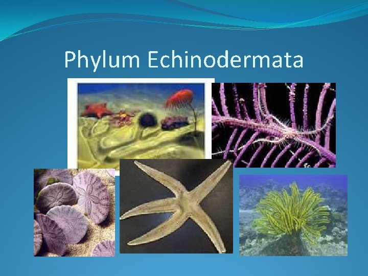 Phylum Echinodermata 