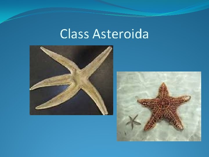 Class Asteroida 