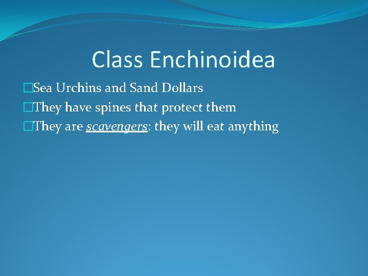 Class Enchinoidea �Sea Urchins and Sand Dollars �They have spines that protect them �They
