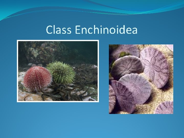 Class Enchinoidea 