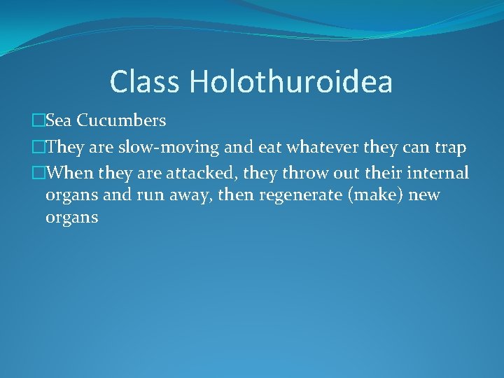 Class Holothuroidea �Sea Cucumbers �They are slow-moving and eat whatever they can trap �When