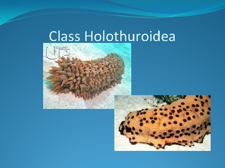 Class Holothuroidea 