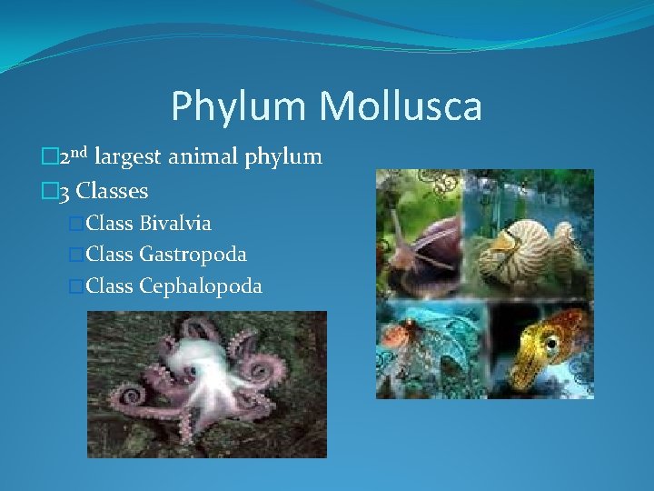 Phylum Mollusca � 2 nd largest animal phylum � 3 Classes �Class Bivalvia �Class