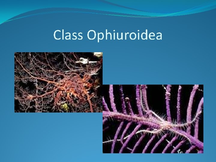 Class Ophiuroidea 