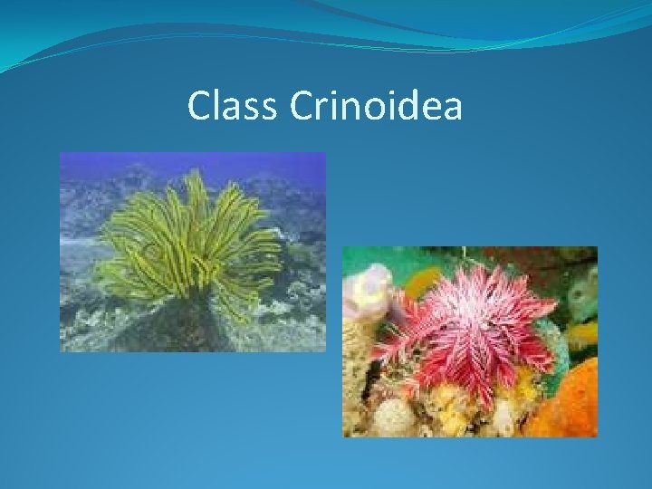Class Crinoidea 