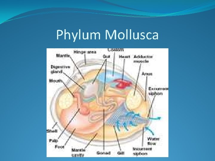 Phylum Mollusca 