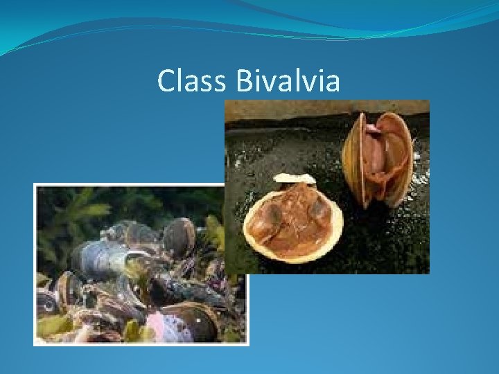 Class Bivalvia 
