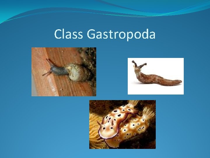 Class Gastropoda 
