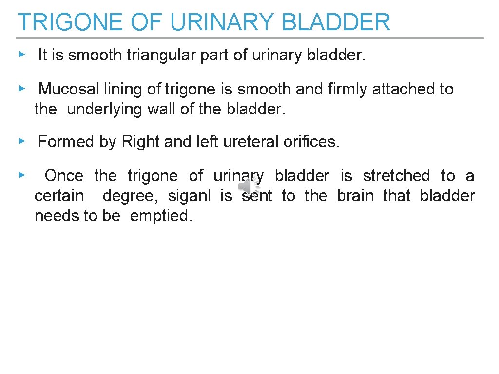 TRIGONE OF URINARY BLADDER ▸ It is smooth triangular part of urinary bladder. ▸