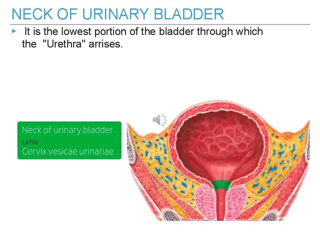 NECK OF URINARY BLADDER ▸ It is the lowest portion of the bladder through