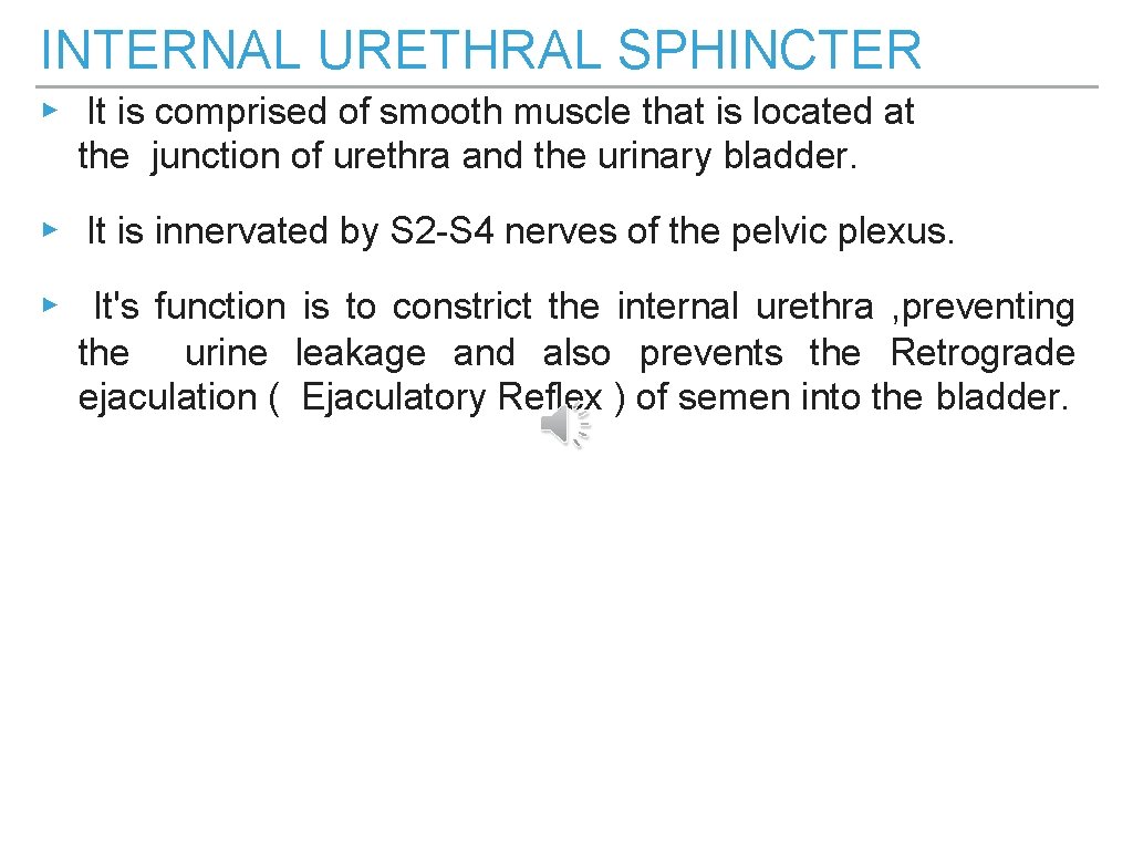 INTERNAL URETHRAL SPHINCTER ▸ It is comprised of smooth muscle that is located at