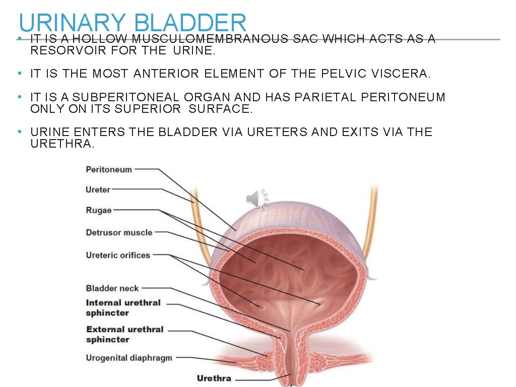 URINARY BLADDER • IT IS A HOLLOW MUSCULOMEMBRANOUS SAC WHICH ACTS AS A RESORVOIR