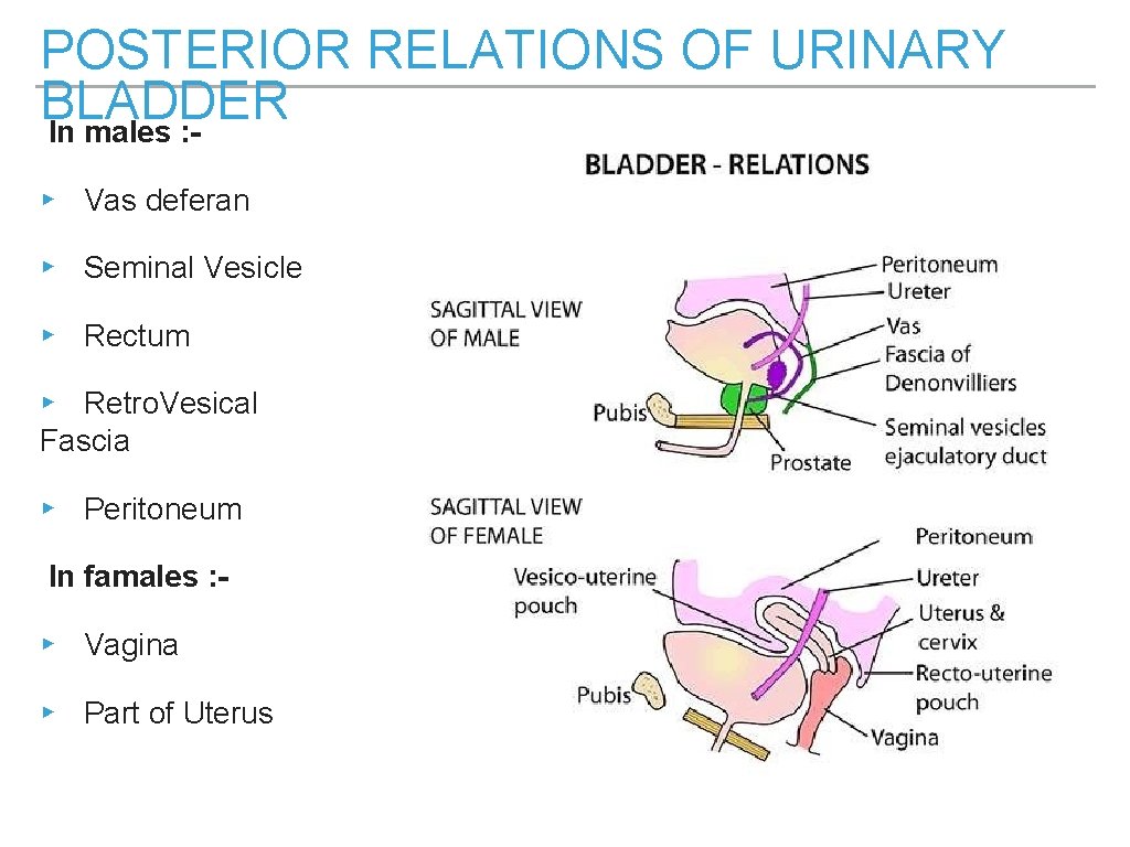 POSTERIOR RELATIONS OF URINARY BLADDER In males : ▸ Vas deferan ▸ Seminal Vesicle