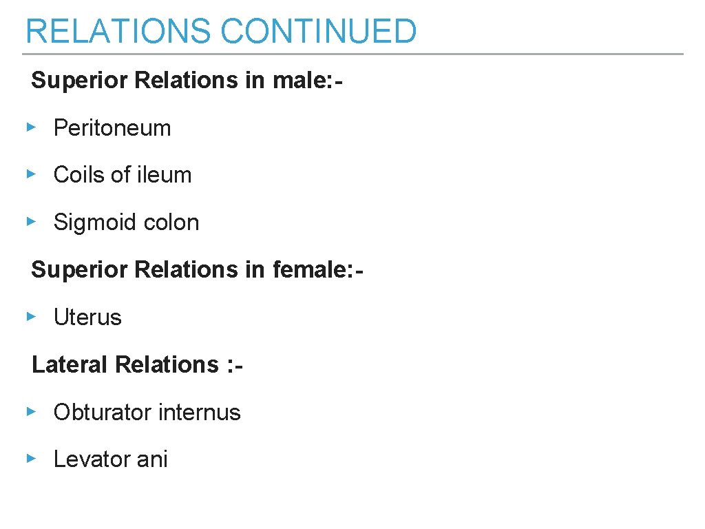 RELATIONS CONTINUED Superior Relations in male: - ▸ Peritoneum ▸ Coils of ileum ▸