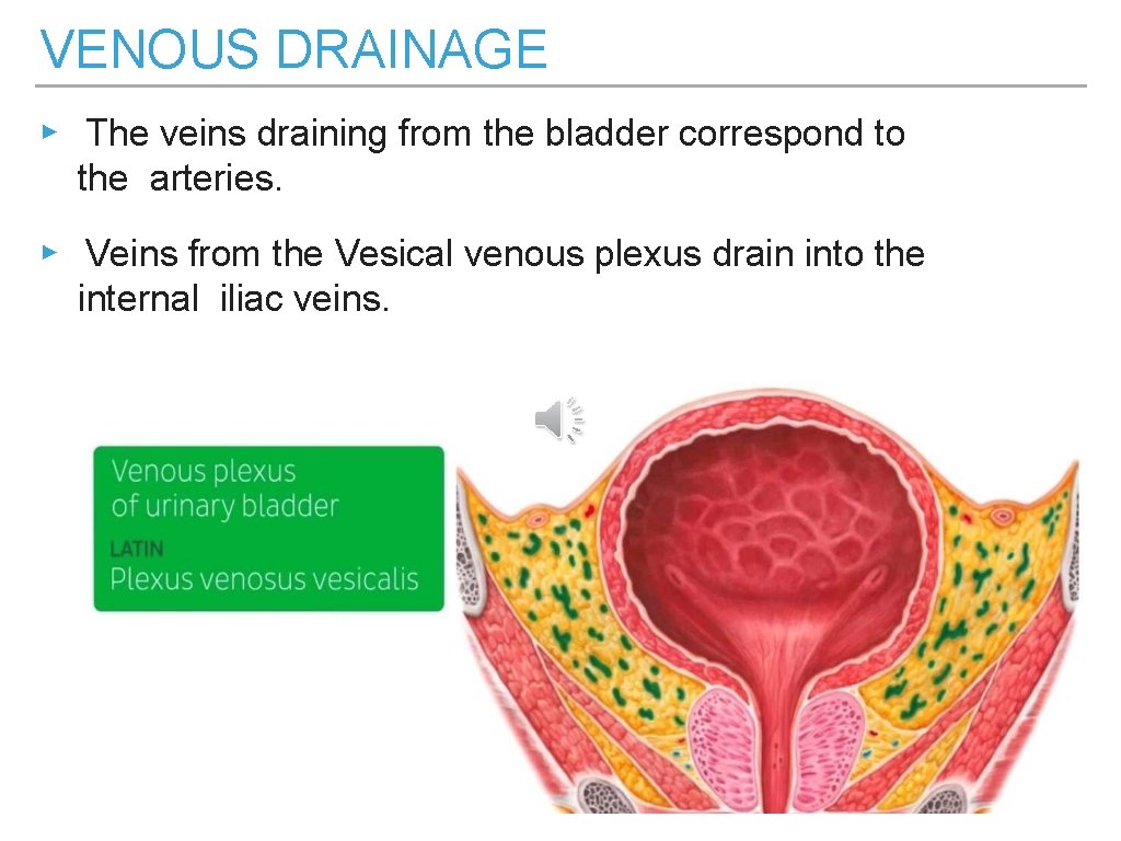 VENOUS DRAINAGE ▸ The veins draining from the bladder correspond to the arteries. ▸