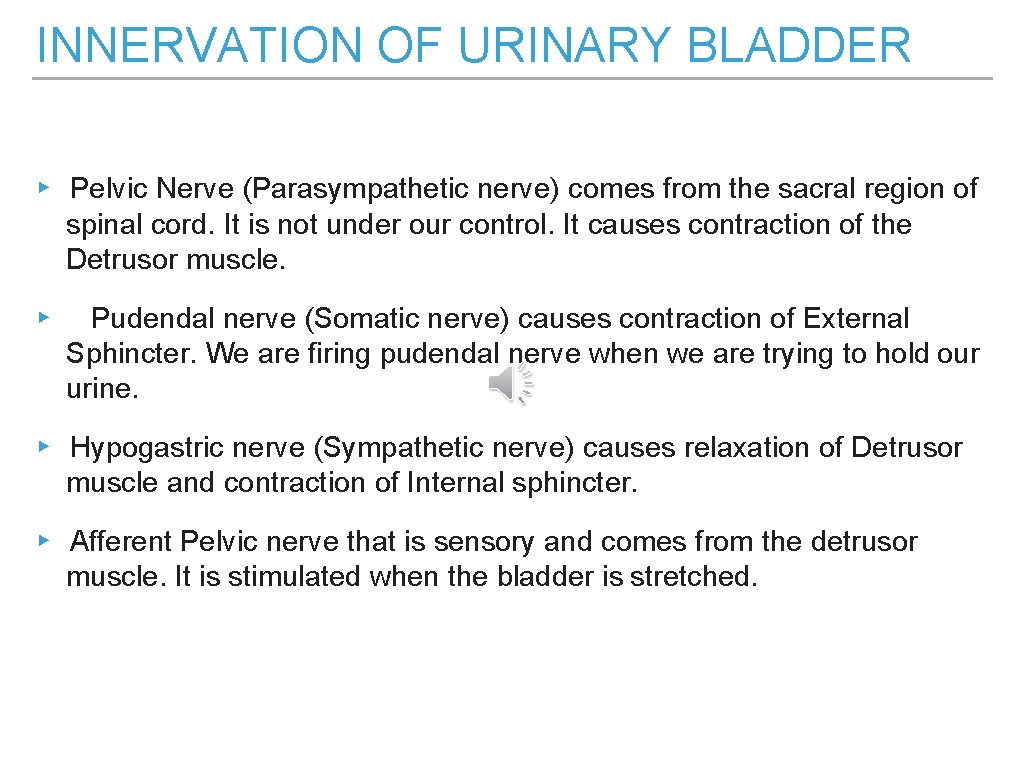 INNERVATION OF URINARY BLADDER ▸ Pelvic Nerve (Parasympathetic nerve) comes from the sacral region