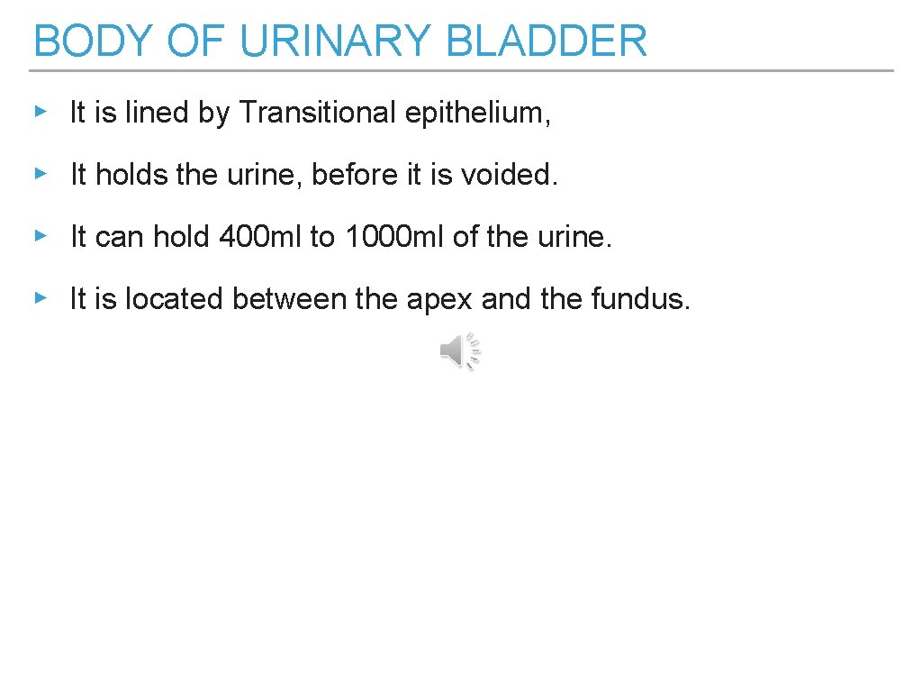 BODY OF URINARY BLADDER ▸ It is lined by Transitional epithelium, ▸ It holds