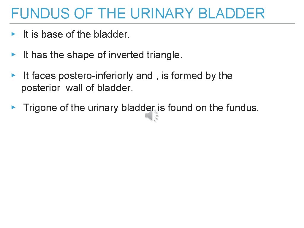 FUNDUS OF THE URINARY BLADDER ▸ It is base of the bladder. ▸ It