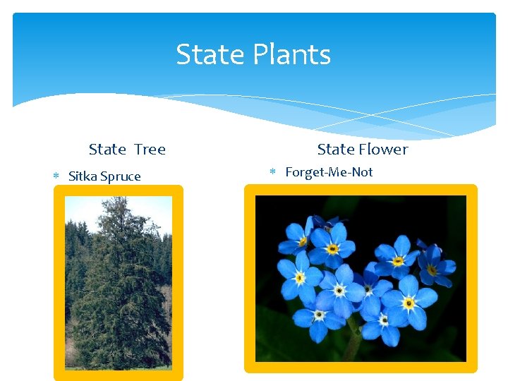 State Plants State Tree Sitka Spruce State Flower Forget-Me-Not 