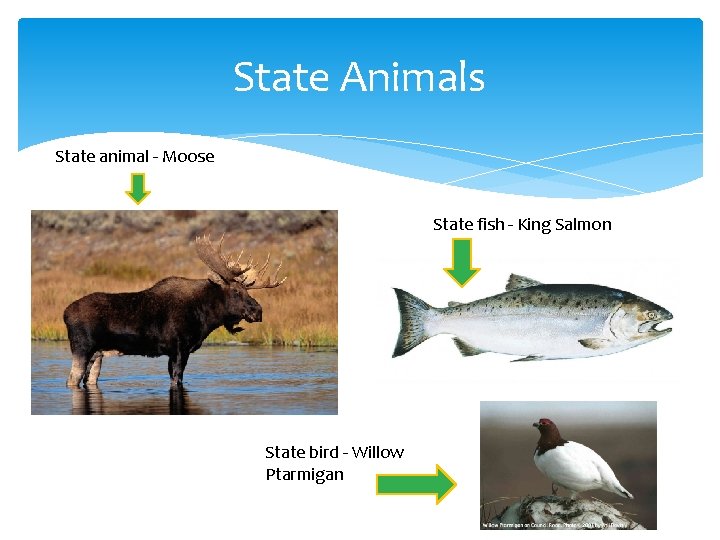 State Animals State animal - Moose State fish - King Salmon State bird -