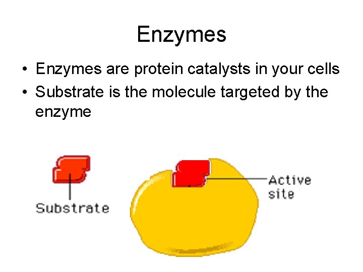 Enzymes • Enzymes are protein catalysts in your cells • Substrate is the molecule