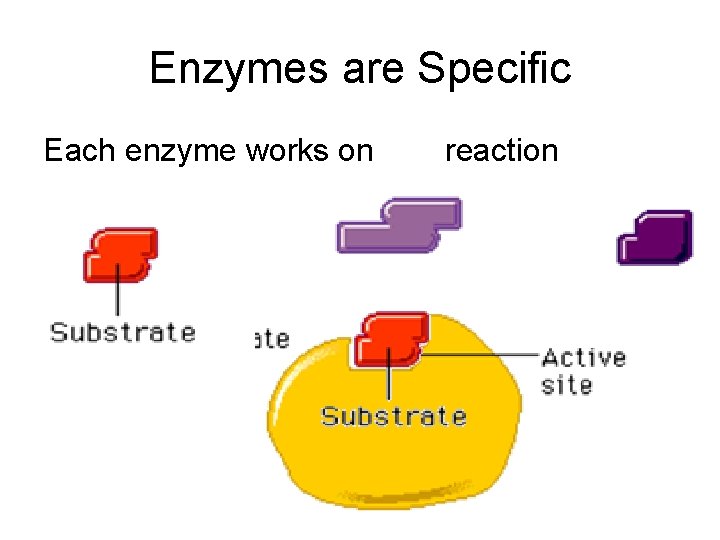 Enzymes are Specific Each enzyme works on one reaction 