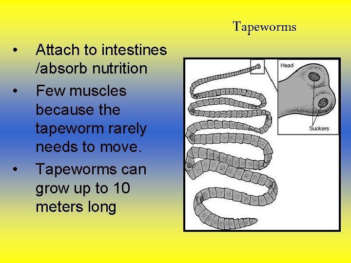 • • • Attach to intestines /absorb nutrition Few muscles because the tapeworm • • • Attach to intestines /absorb nutrition Few muscles because the tapeworm