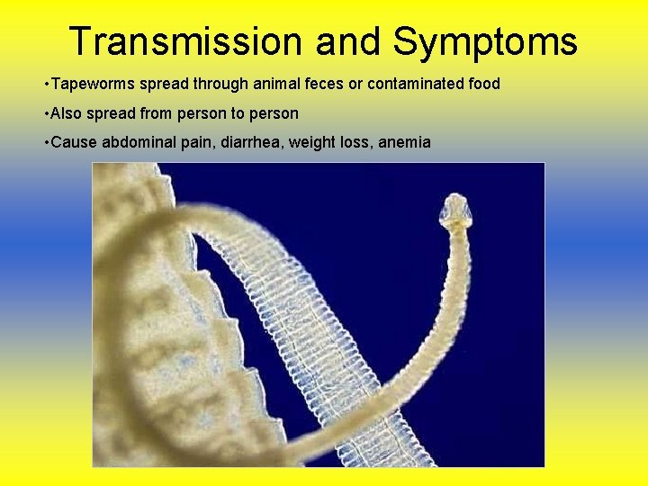 Transmission and Symptoms • Tapeworms spread through animal feces or contaminated food • Also Transmission and Symptoms • Tapeworms spread through animal feces or contaminated food • Also