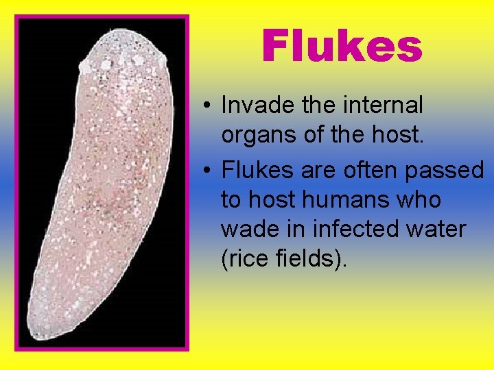 Flukes • Invade the internal organs of the host. • Flukes are often passed Flukes • Invade the internal organs of the host. • Flukes are often passed