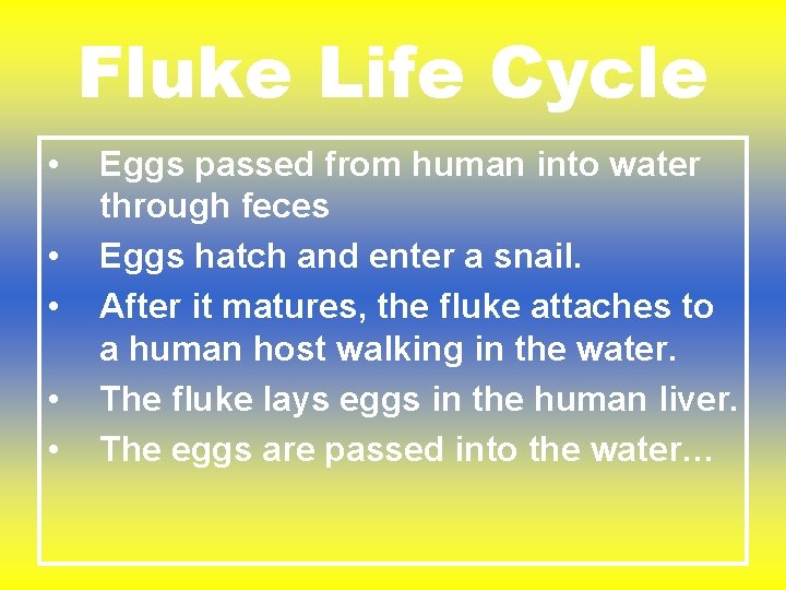Fluke Life Cycle • • • Eggs passed from human into water through feces Fluke Life Cycle • • • Eggs passed from human into water through feces
