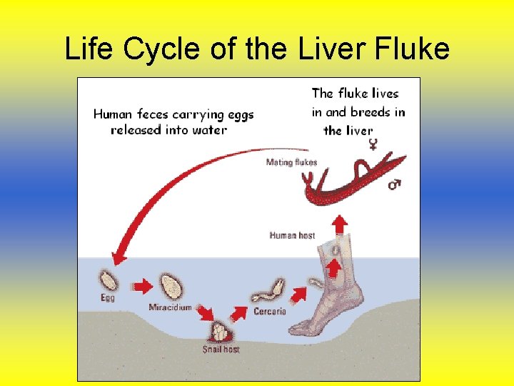Life Cycle of the Liver Fluke Life Cycle of the Liver Fluke