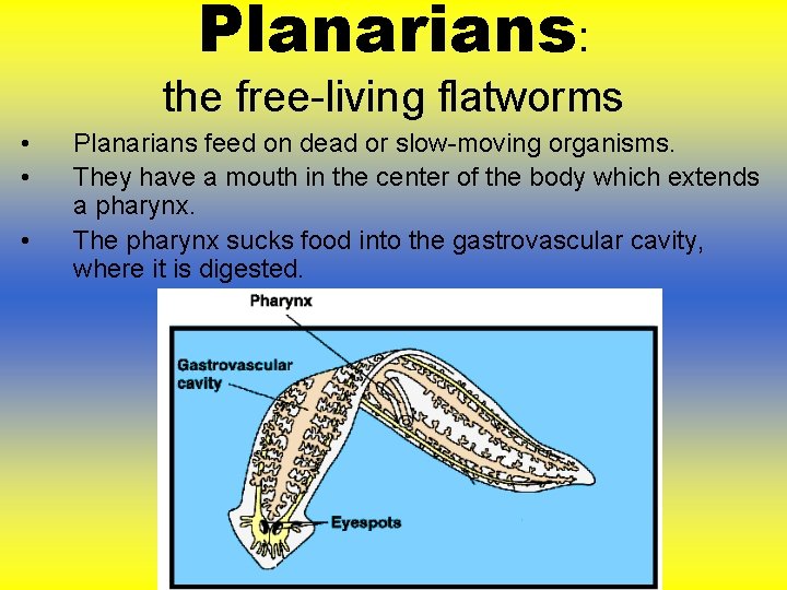 Planarians: the free-living flatworms • • • Planarians feed on dead or slow-moving organisms. Planarians: the free-living flatworms • • • Planarians feed on dead or slow-moving organisms.