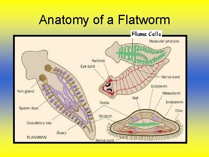Anatomy of a Flatworm Anatomy of a Flatworm