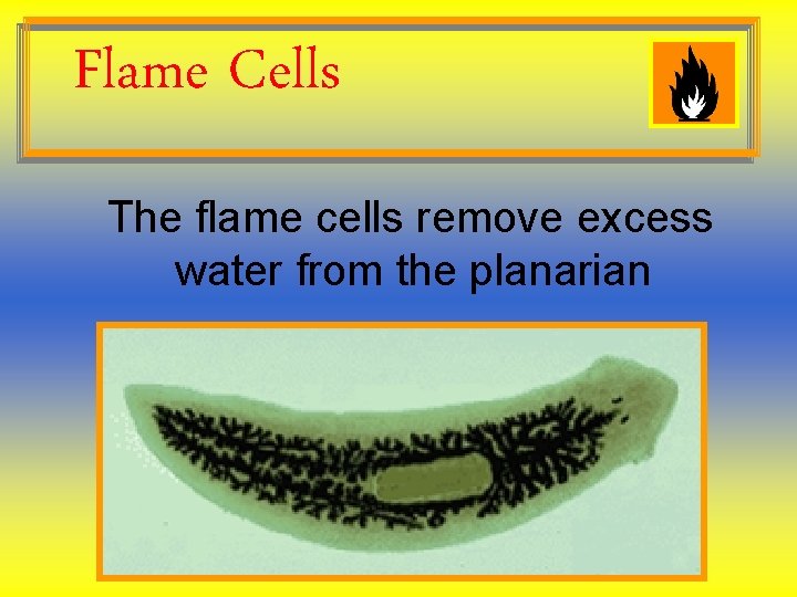 Flame Cells The flame cells remove excess water from the planarian Flame Cells The flame cells remove excess water from the planarian