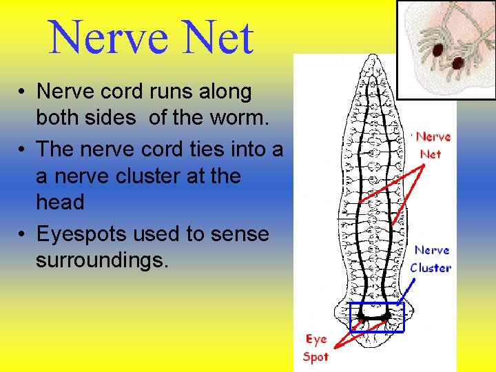 Nerve Net • Nerve cord runs along both sides of the worm. • The Nerve Net • Nerve cord runs along both sides of the worm. • The