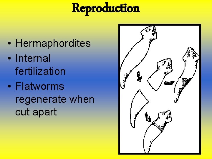 Reproduction • Hermaphordites • Internal fertilization • Flatworms regenerate when cut apart Reproduction • Hermaphordites • Internal fertilization • Flatworms regenerate when cut apart