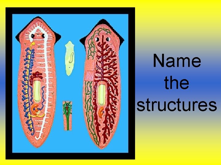 Name the structures Name the structures