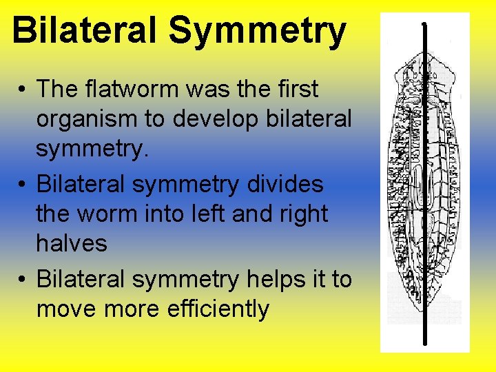Bilateral Symmetry • The flatworm was the first organism to develop bilateral symmetry. • Bilateral Symmetry • The flatworm was the first organism to develop bilateral symmetry. •