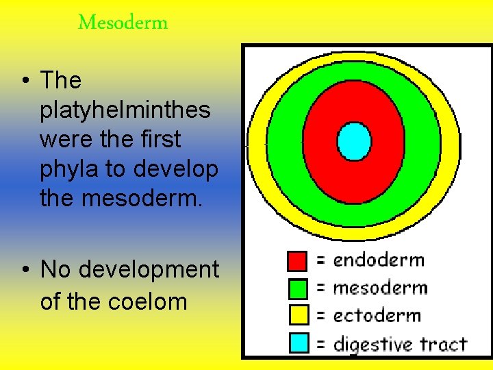 Mesoderm • The platyhelminthes were the first phyla to develop the mesoderm. • No Mesoderm • The platyhelminthes were the first phyla to develop the mesoderm. • No