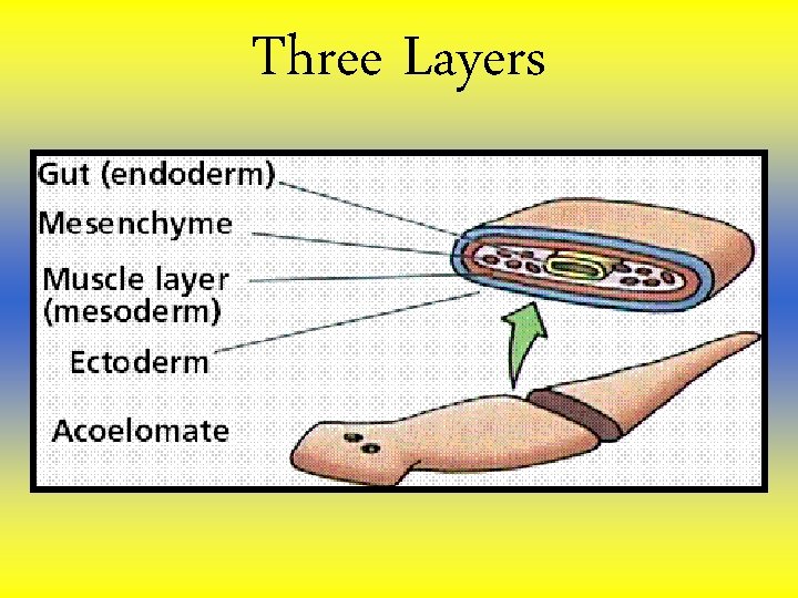 Three Layers Three Layers